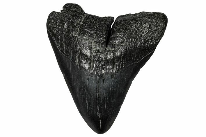 Fossil Megalodon Tooth - South Carolina #356856